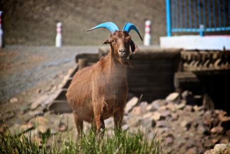 Decoración típica mongola...en las cabras!!!